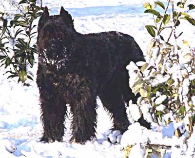 URDY © Elevage de bouviers des flandres du Clos de la Luette specialisé pour le bouvier des flandres Copyrigth depose